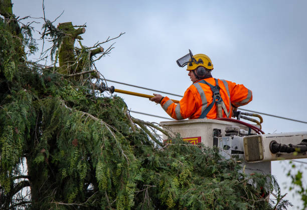 Trusted Kane, PA Tree Care Experts