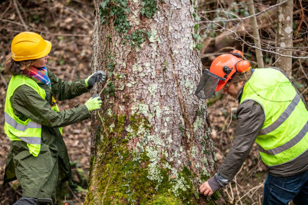 How Our Tree Care Process Works  in  Kane, PA