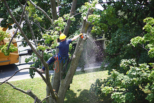 Best Tree Maintenance Programs  in Kane, PA